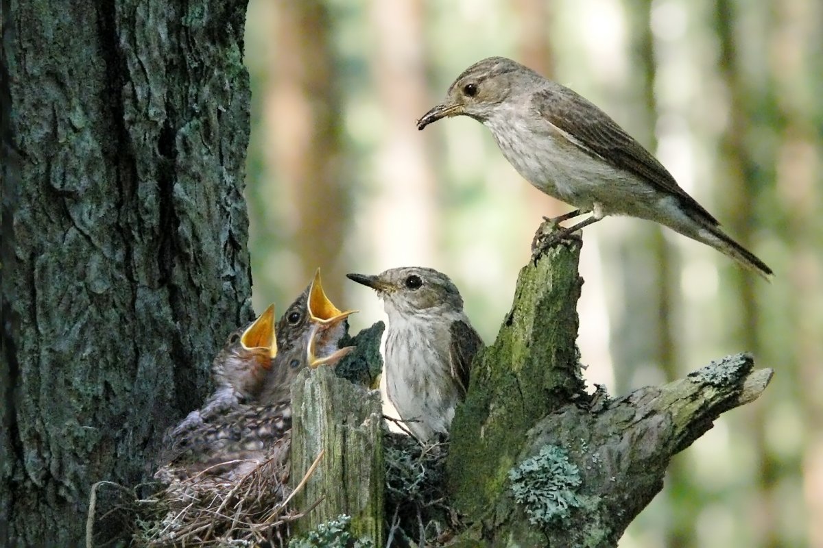 Птицы весной в лесу