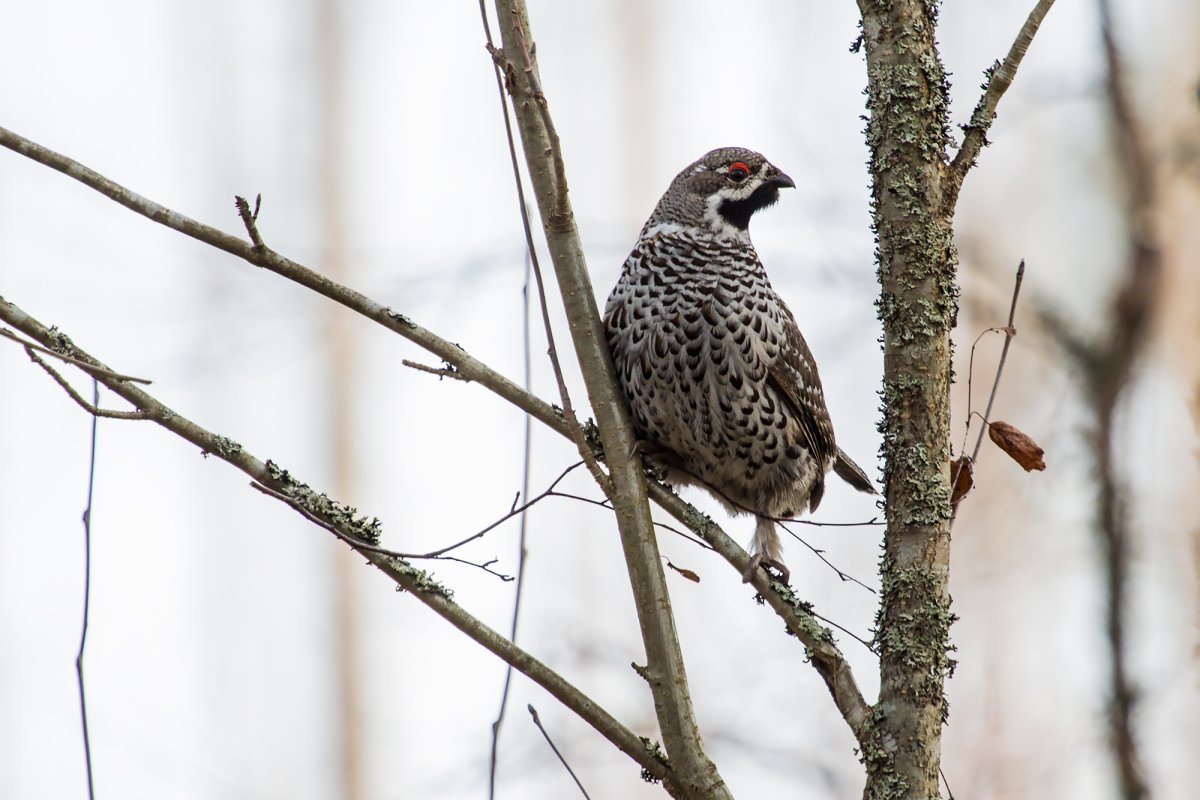 Рябчик Карелия