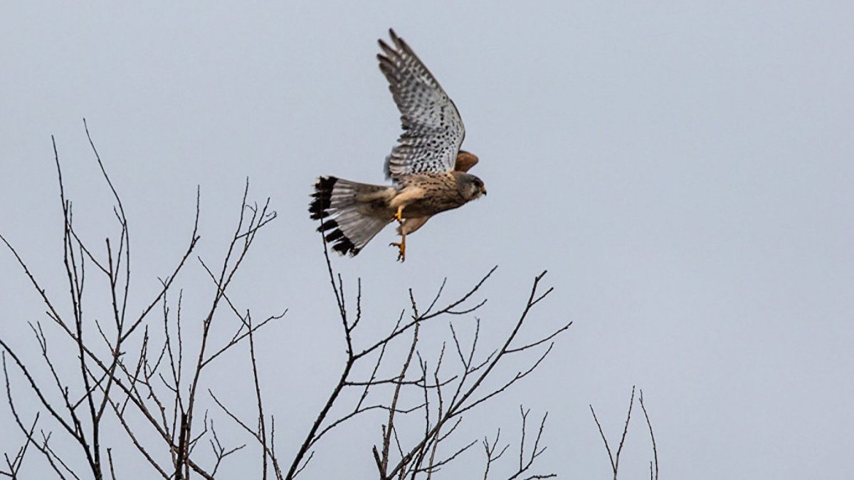 Редкие птицы Карелии