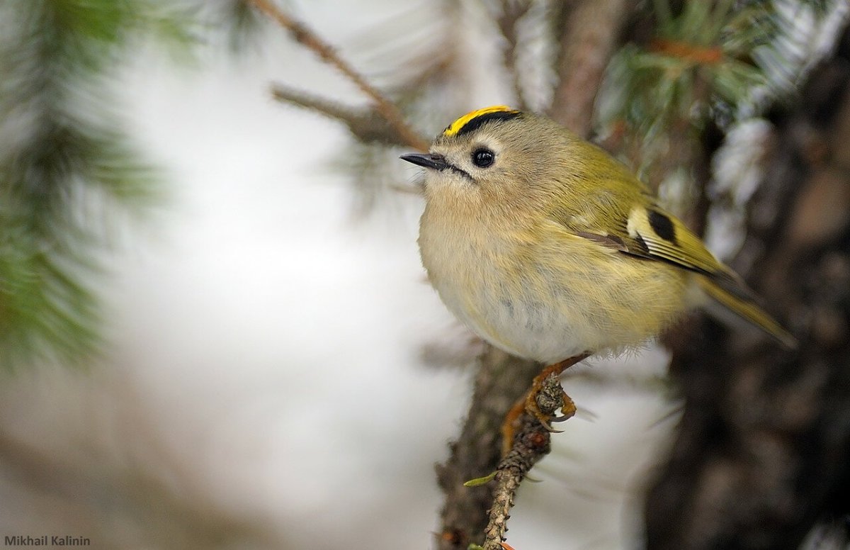 Птица Королек Карелия