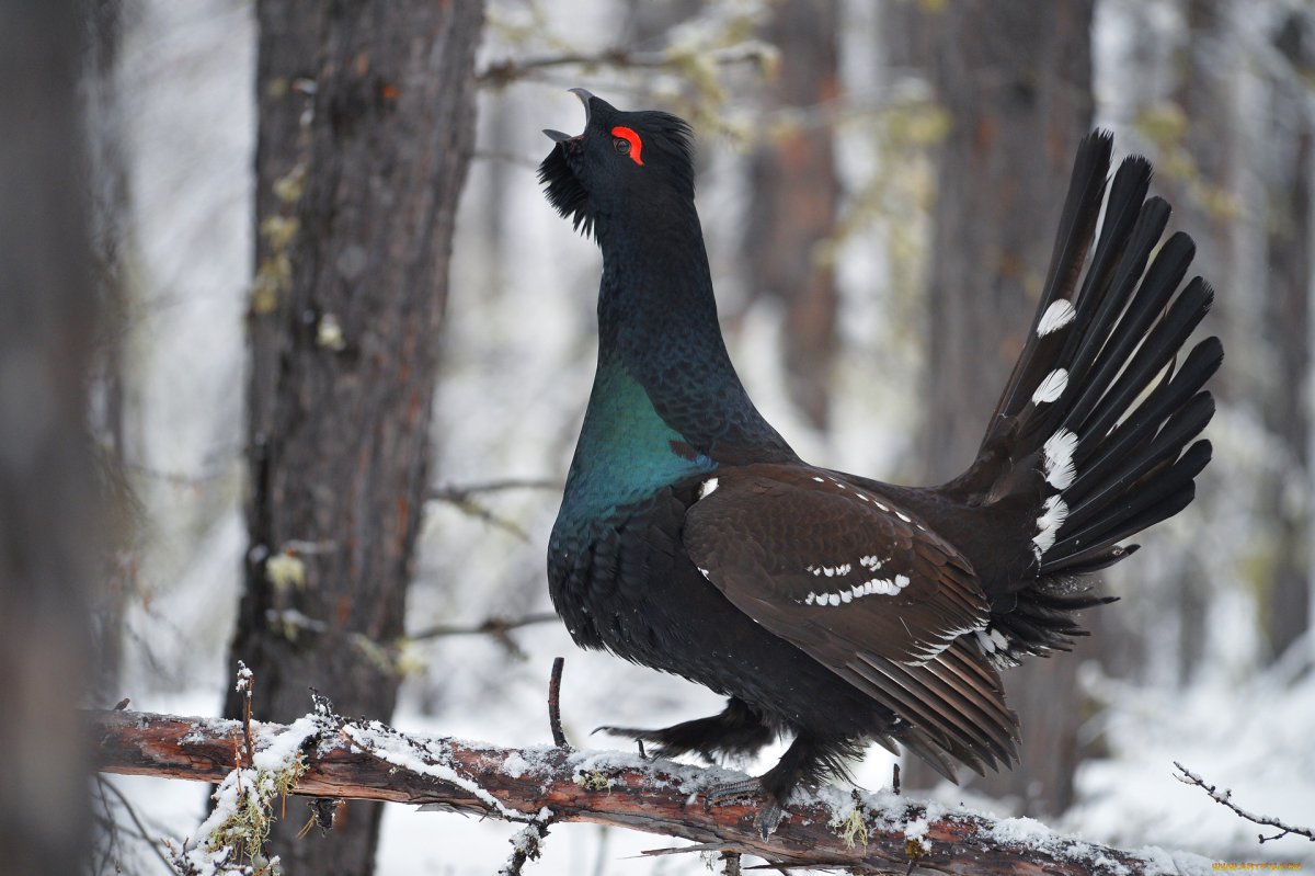 Баргузинский заповедник Глухарь