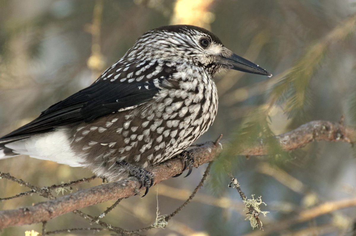 Птицы тайги Кедровка