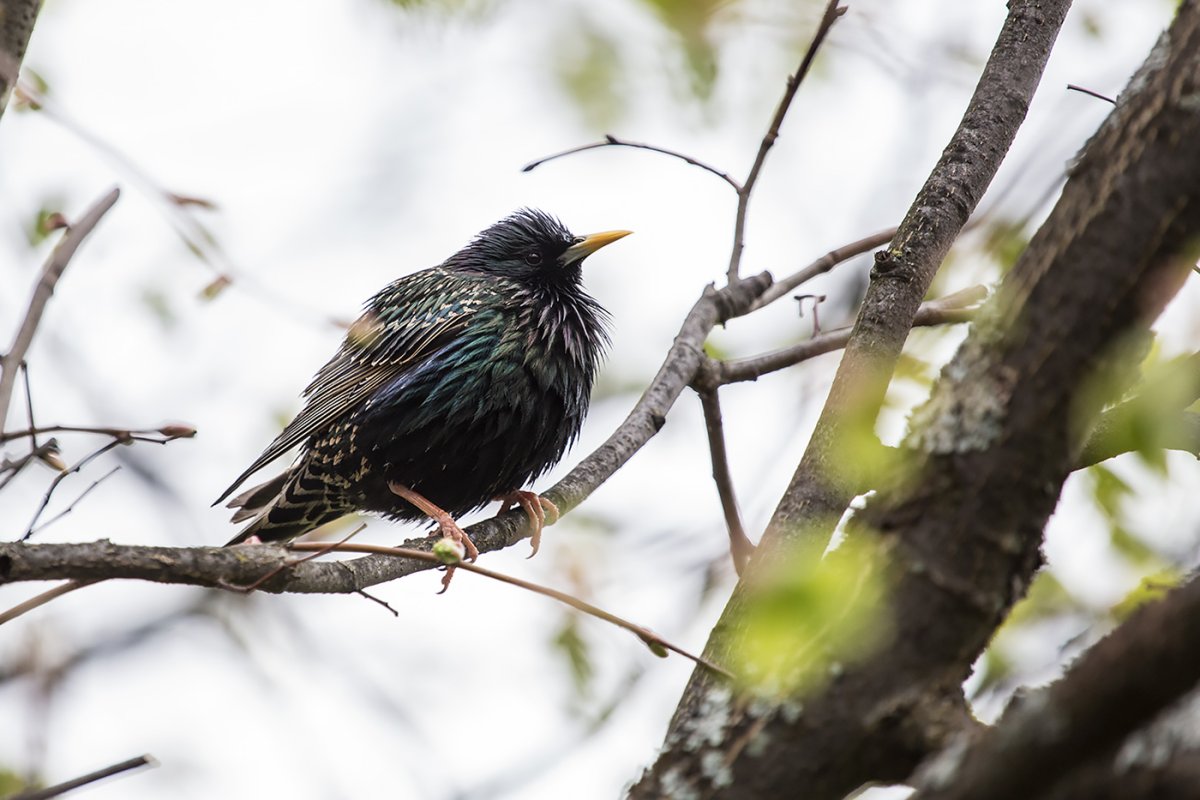 Птицы карельского перешейка