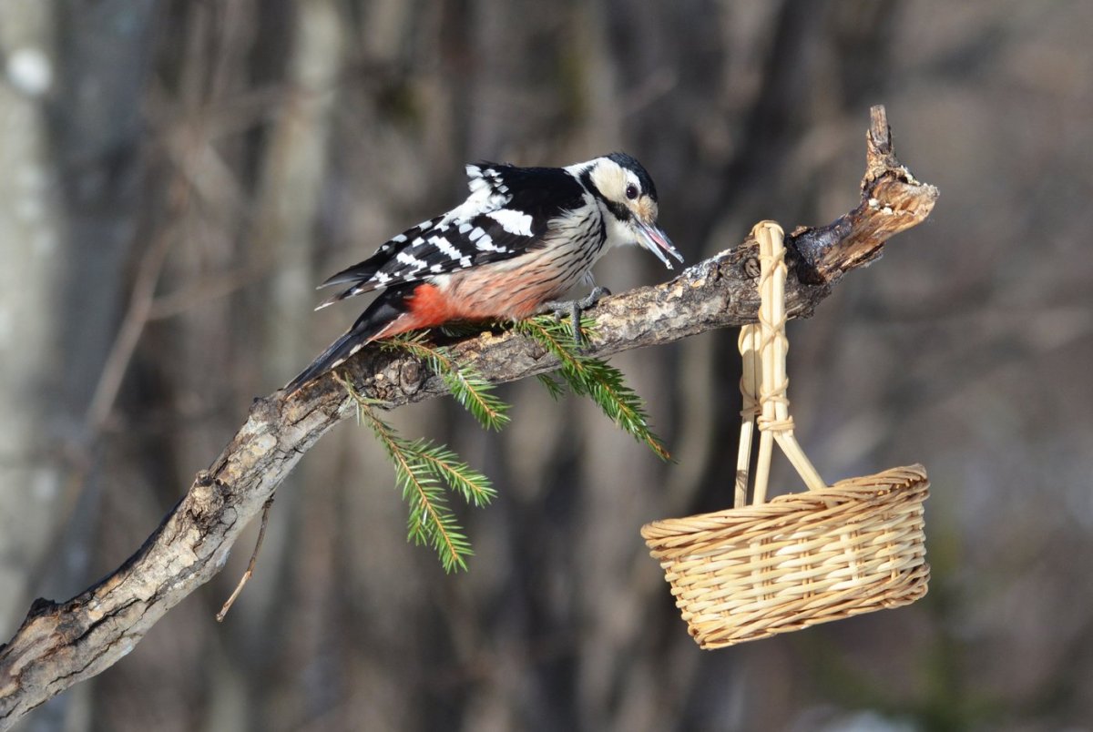 Лесные птицы Карелии зимующие