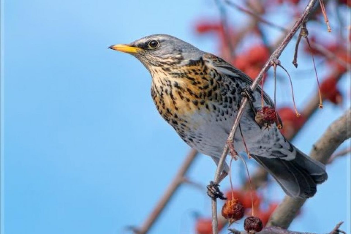 Певчий Дрозд и Дрозд рябинник