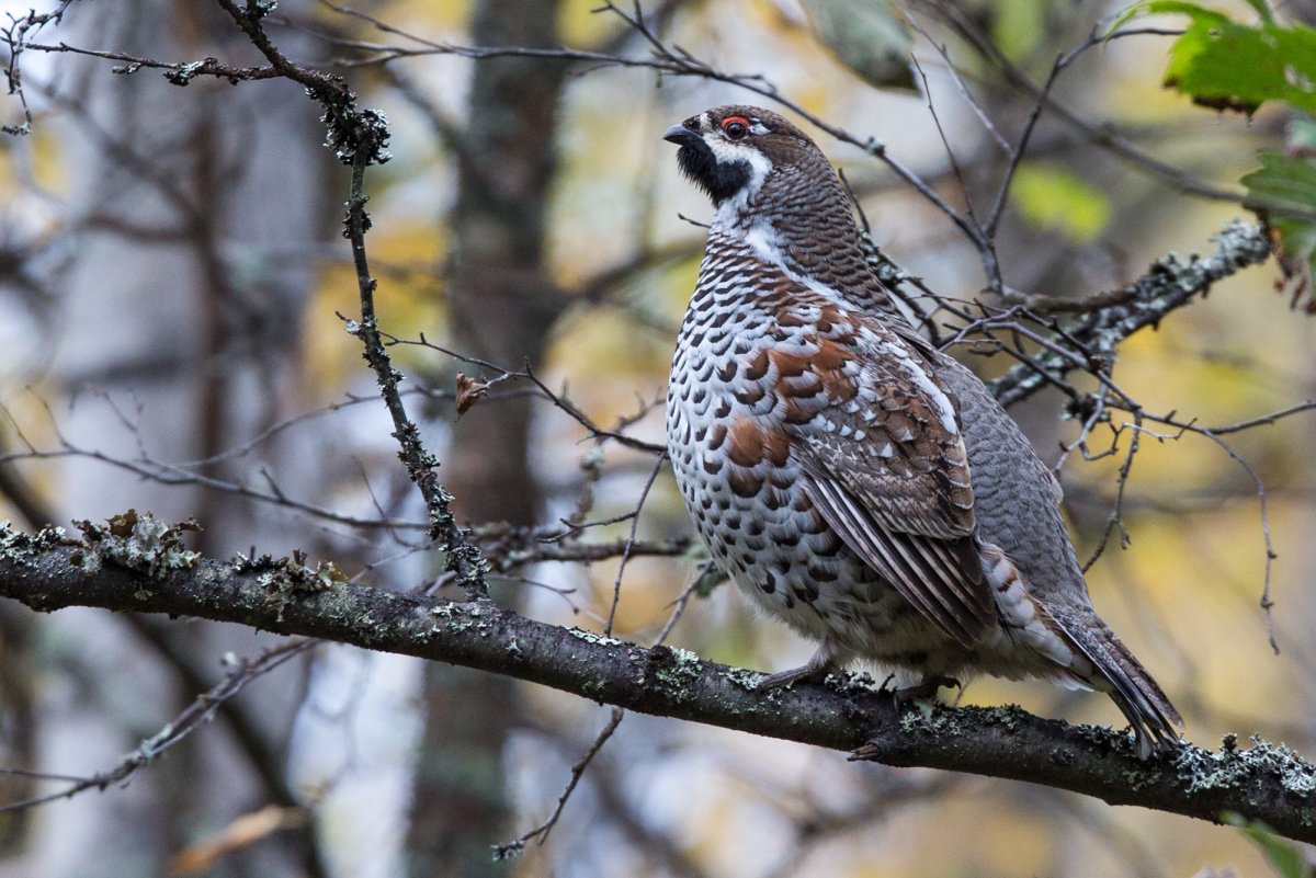 Рябчик дичь