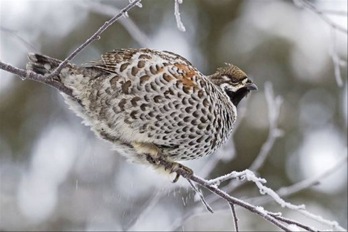 Рябчик птица зимой