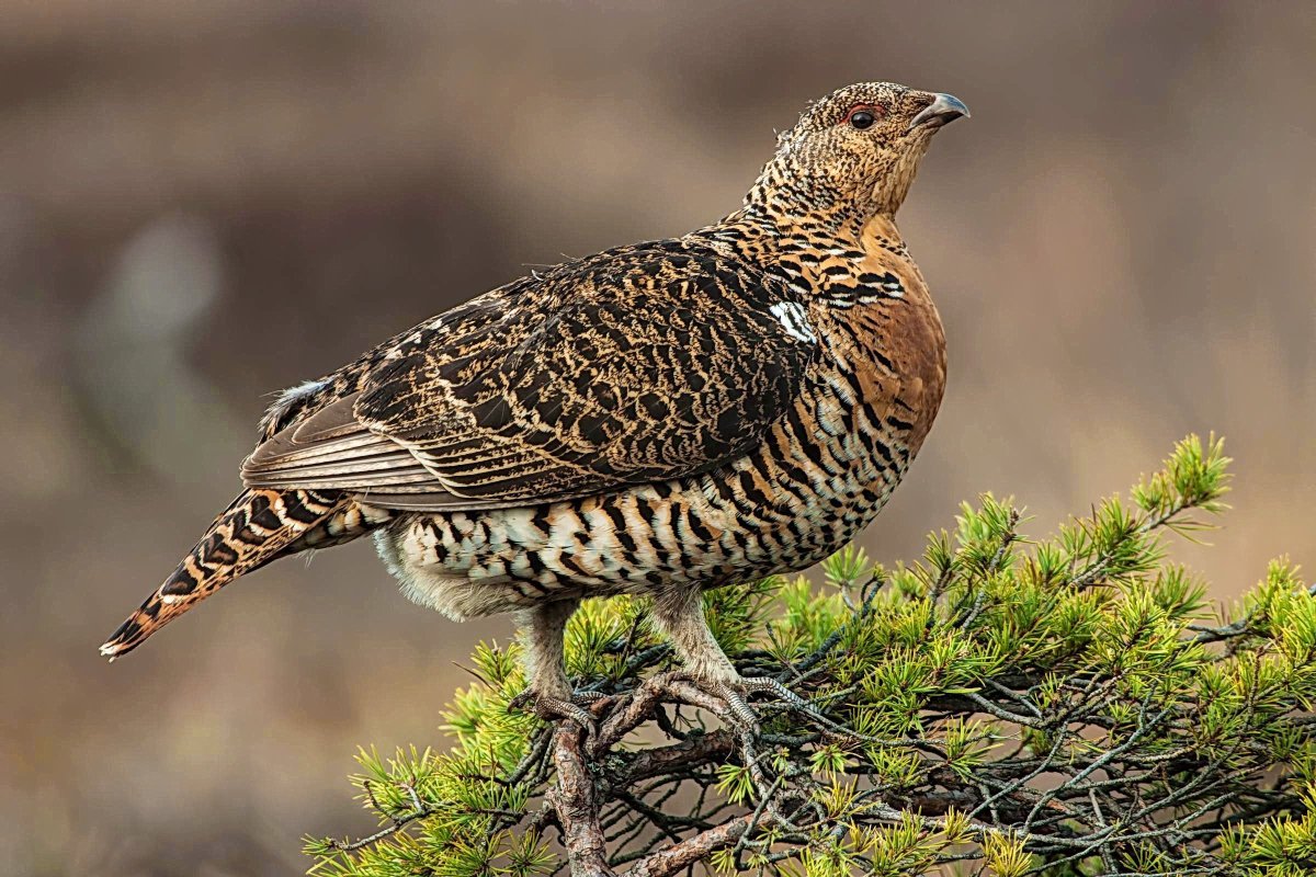 Глухарь и Капалуха