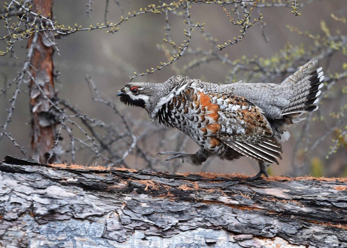 Рябчик Карелия