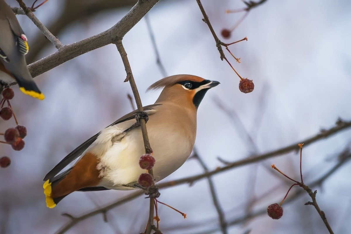 Лесные птицы Карелии зимующие