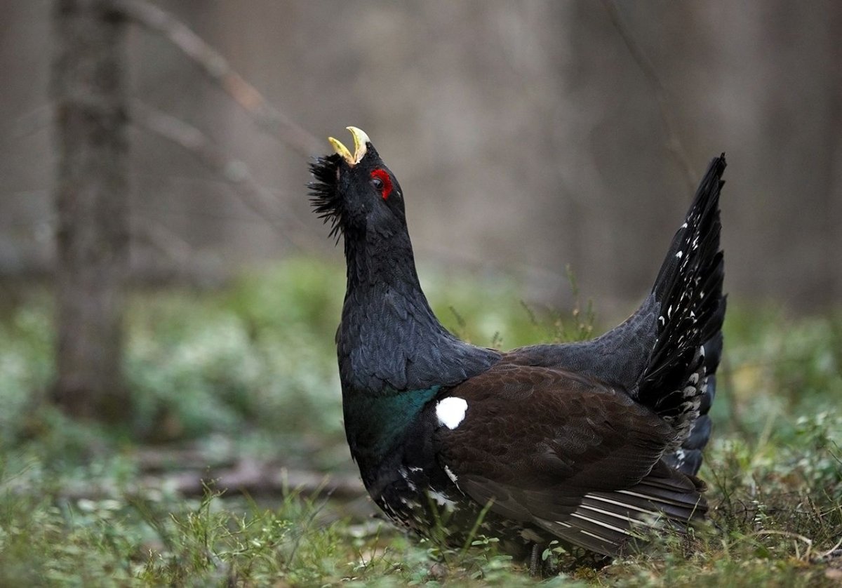 Глухарь Мошник