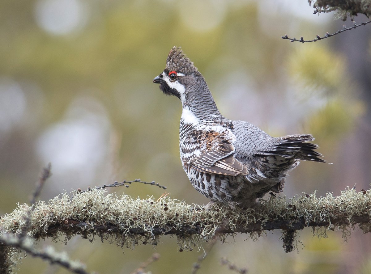 Рябчик птица фото