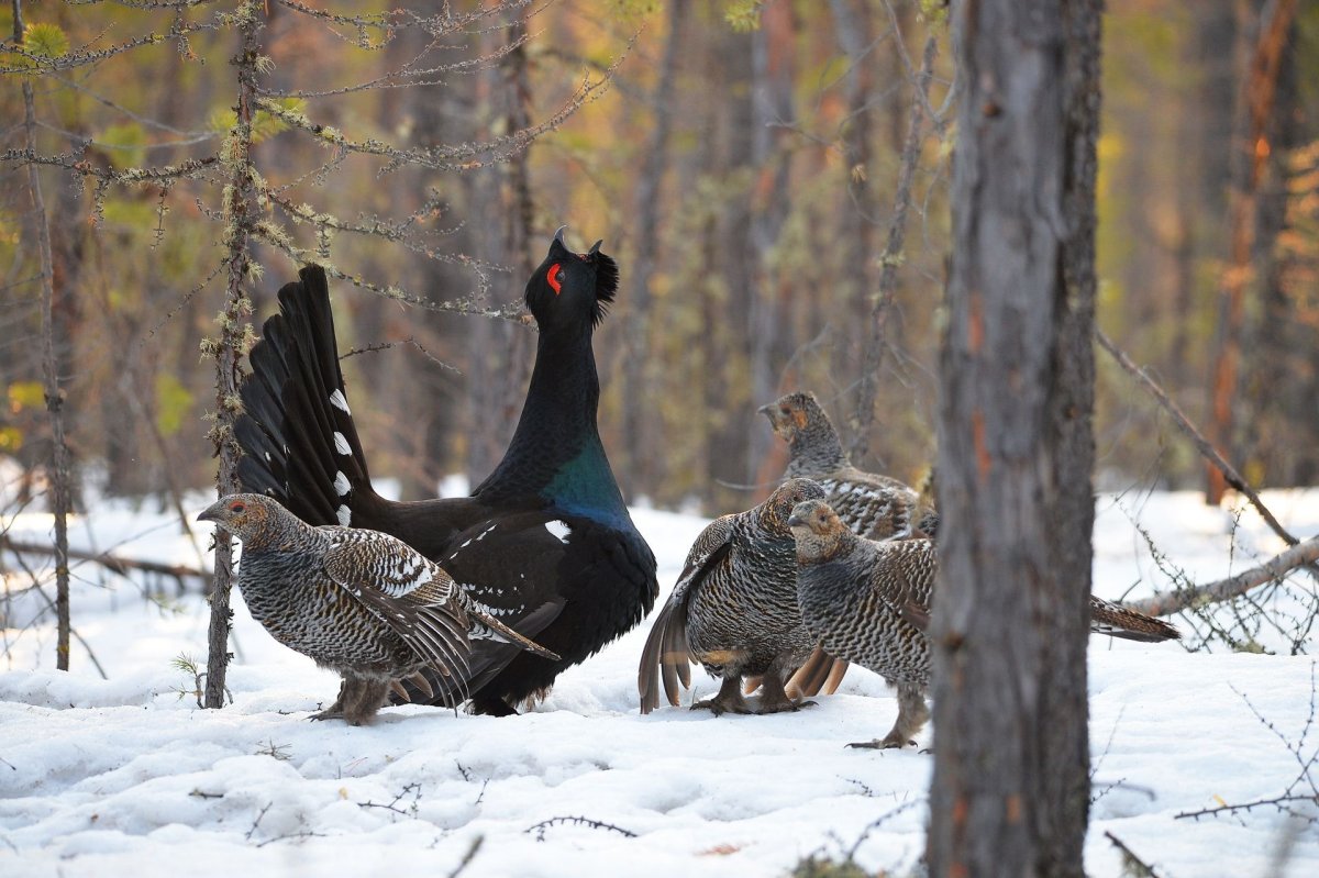 Глухарь и Глухарка