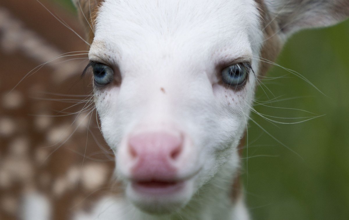 Зрачки козы