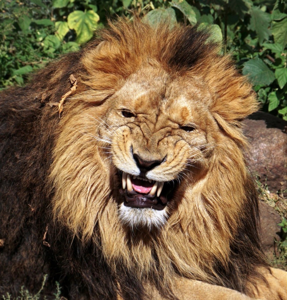 Трансваальский Лев