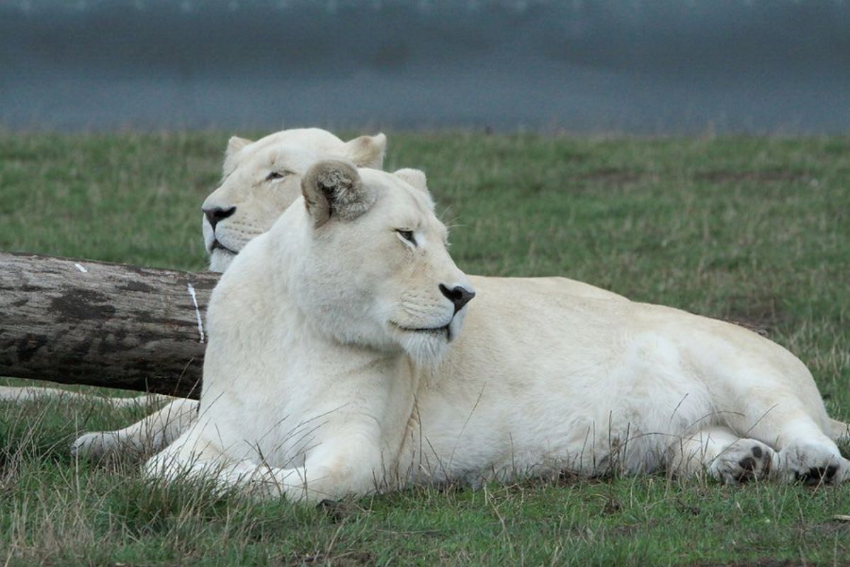 Юго-Восточный Африканский (трансваальский) Лев