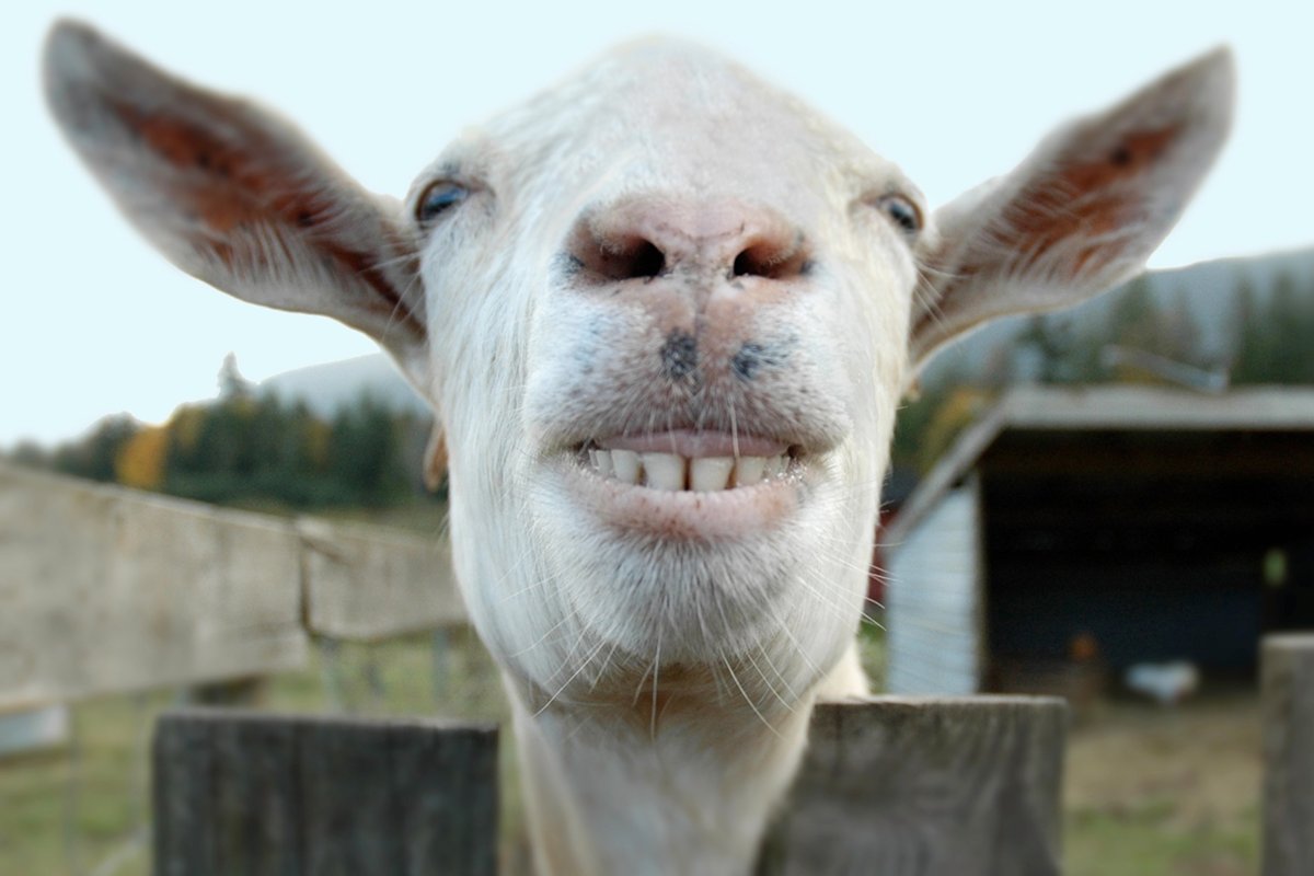 Смешная коза