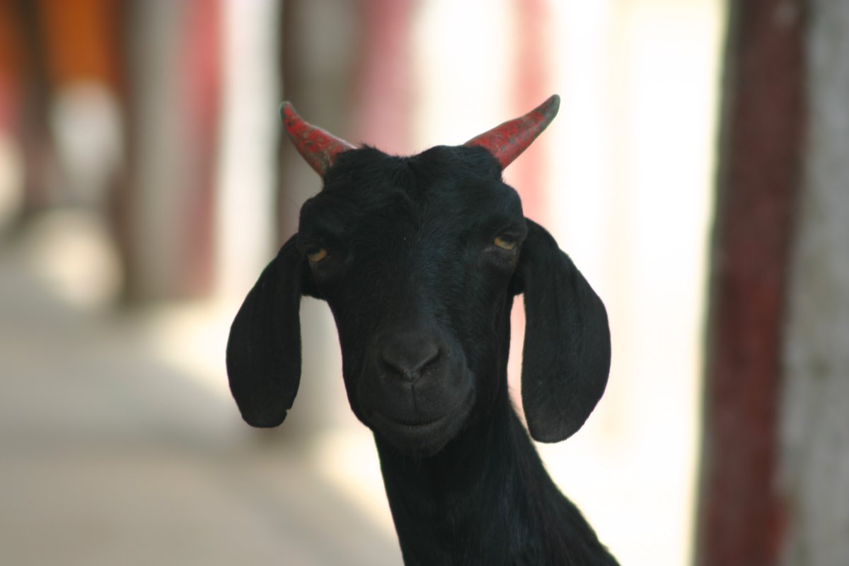 Черный козел смешной