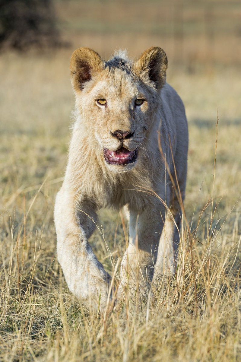 Заповедник Тимбавати белый Лев