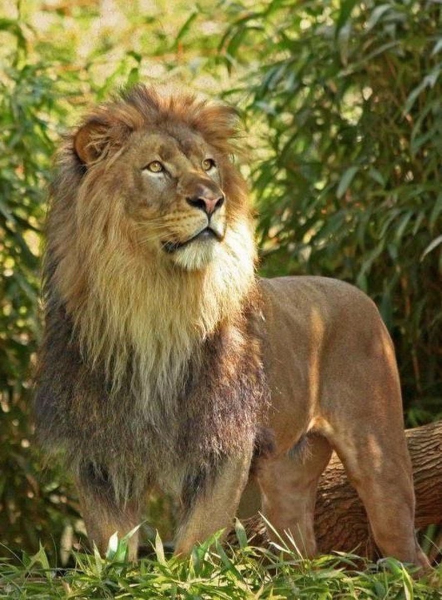 Масайский Лев