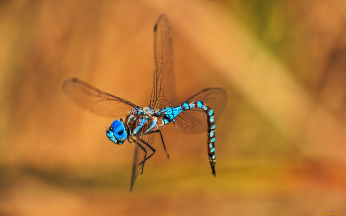 Фасеточные глаза у ракообразных