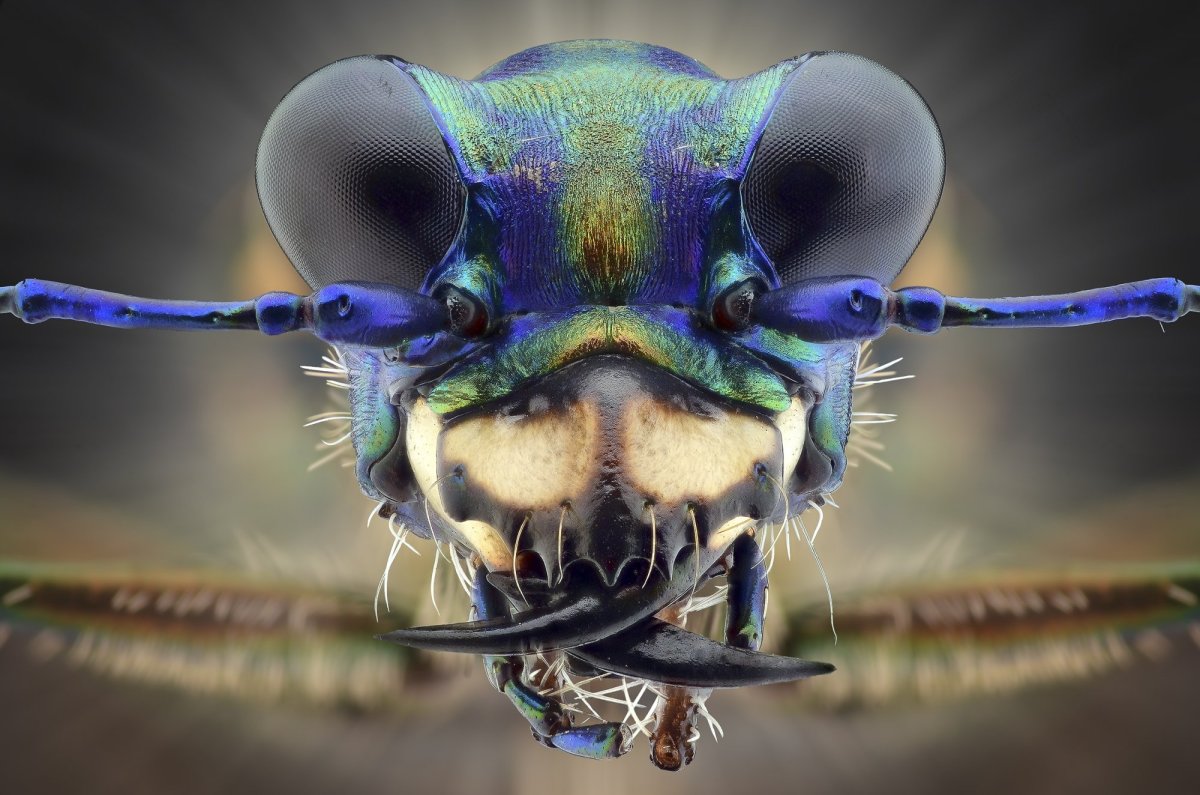 Майский Жук жвала