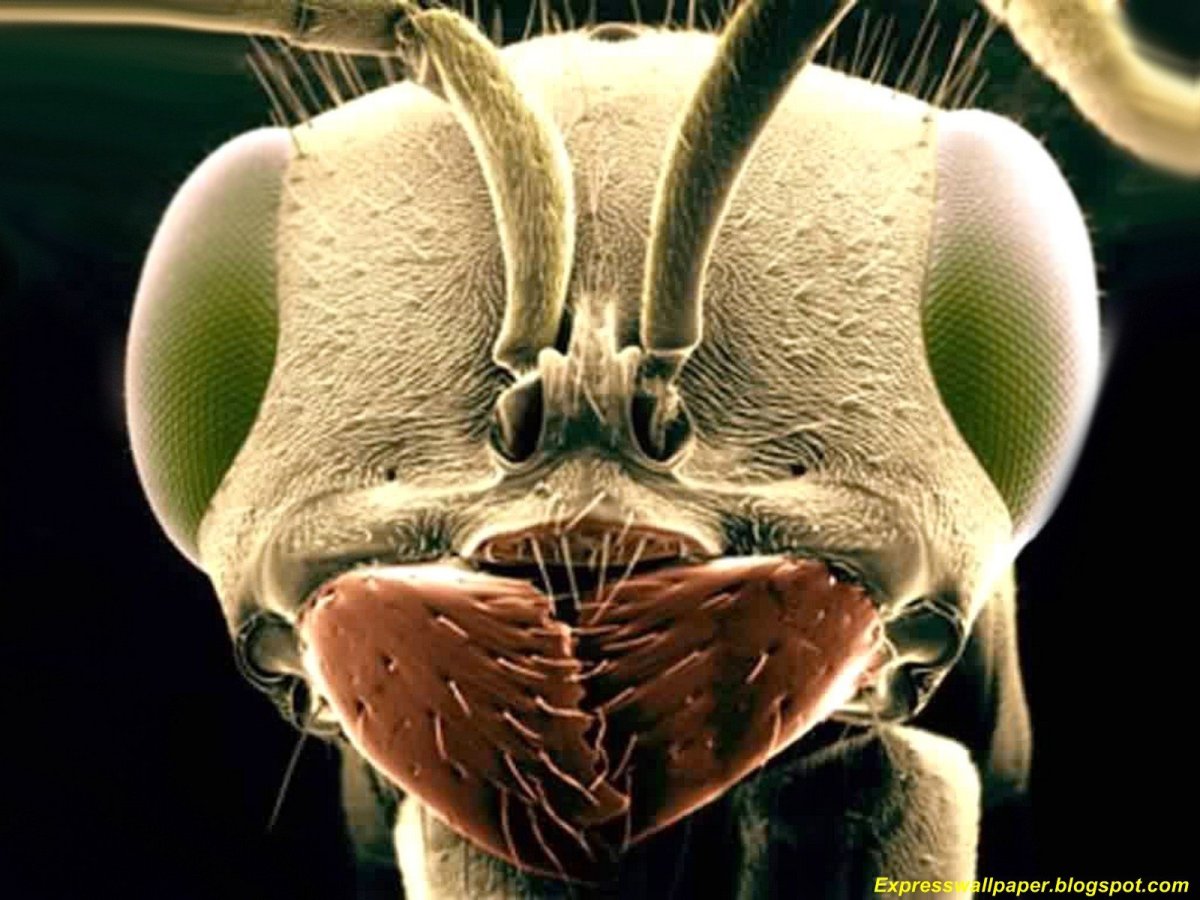 Лицо муравья под микроскопом