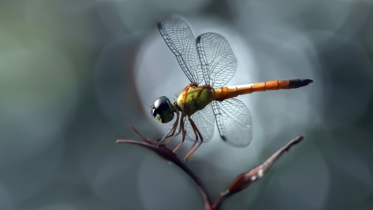 Тропические Стрекозы