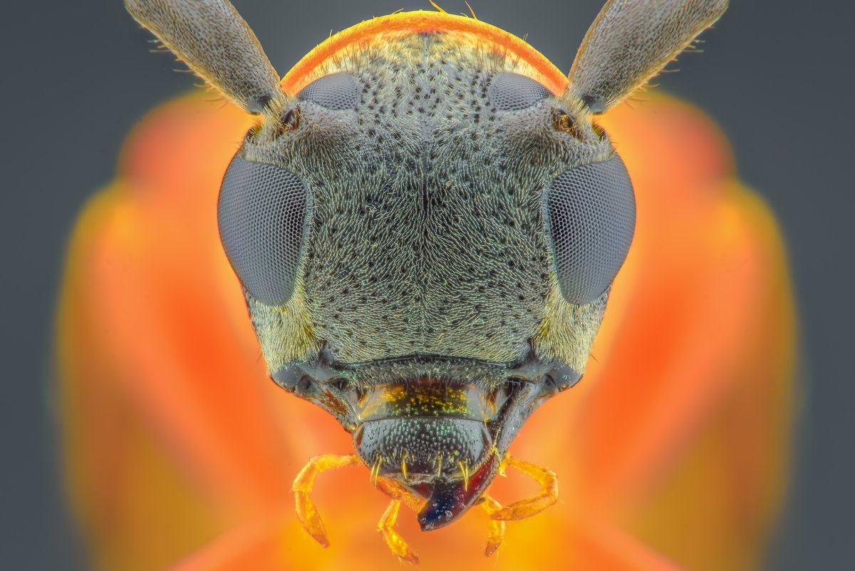 Стрекозы картинки нарисованные