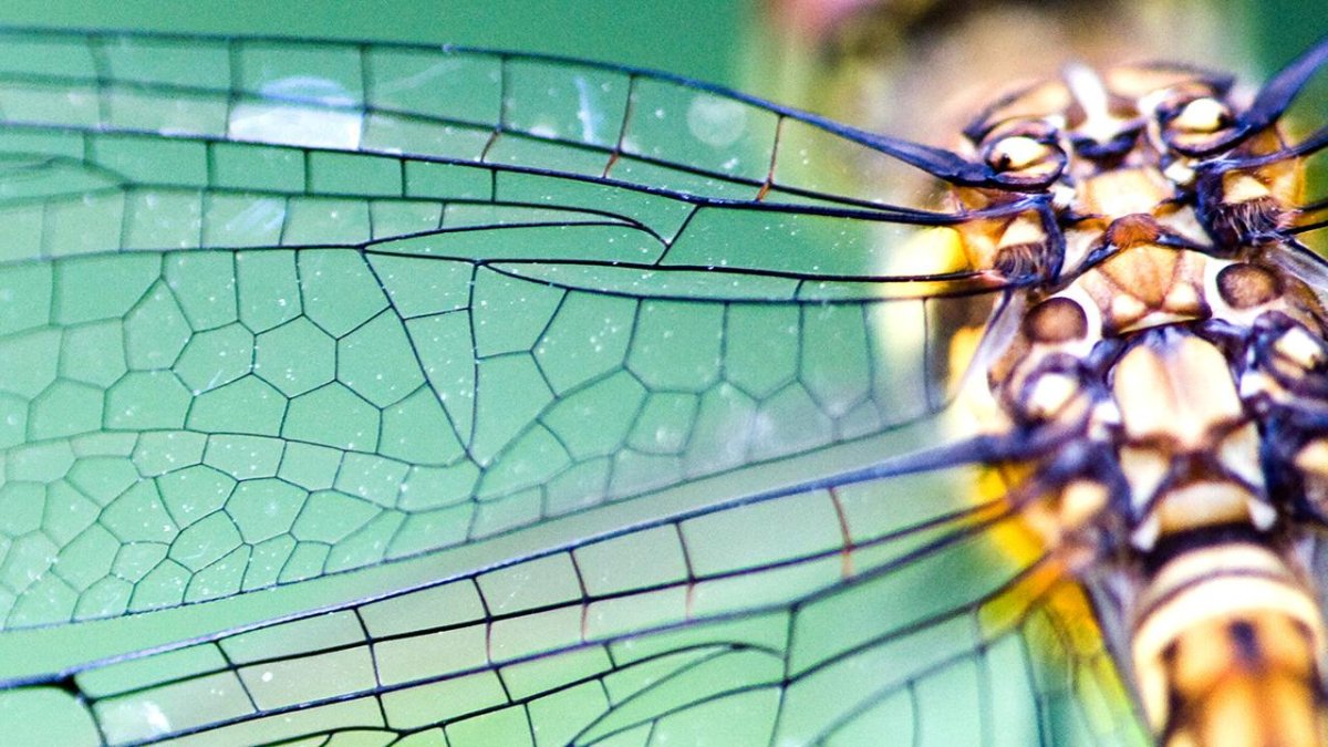 Крылья насекомых