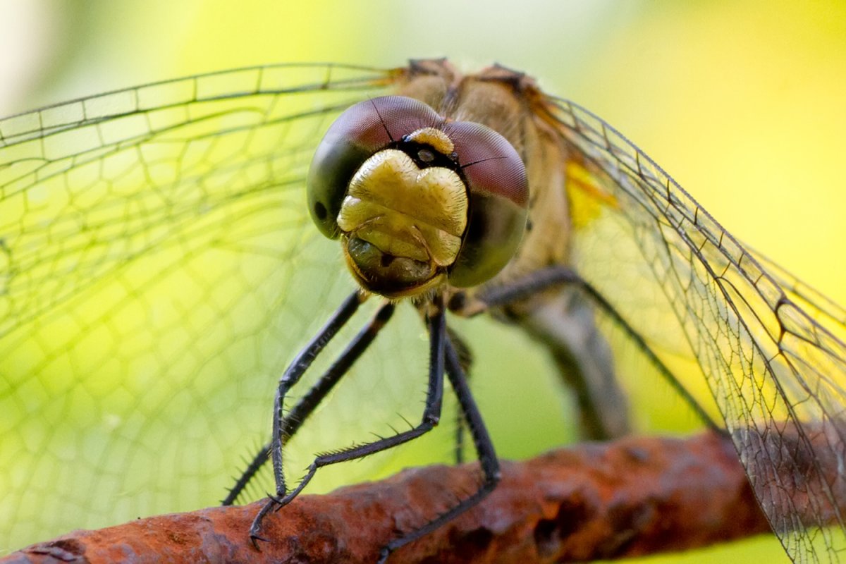 Мир насекомых под микроскопом