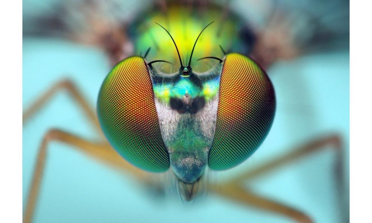 Глаз Стрекозы под микроскопом