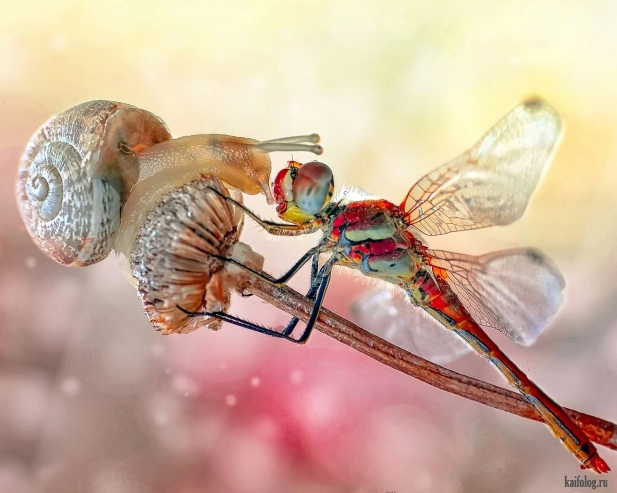 Красивые макрофотографии природы