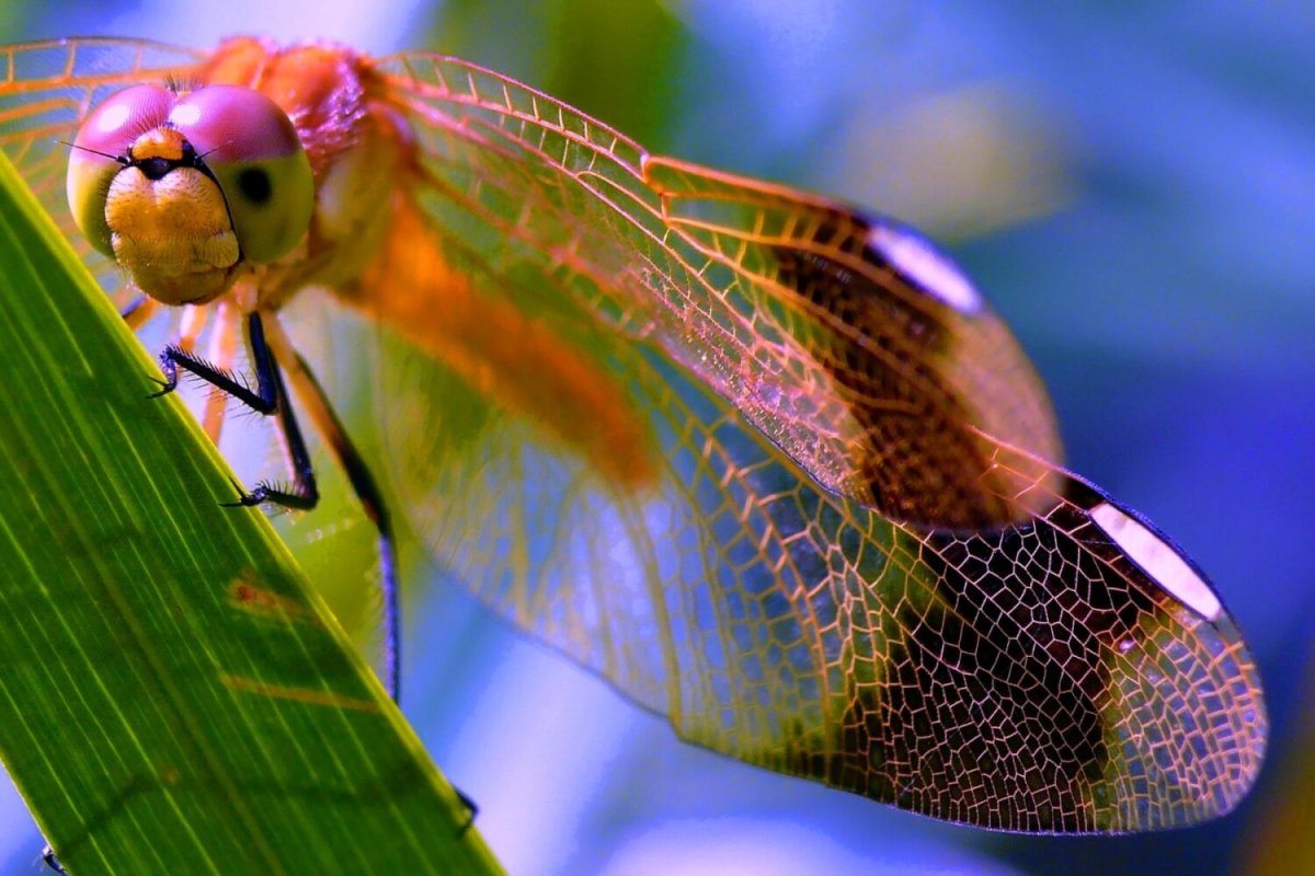 Хобот комара под микроскопом