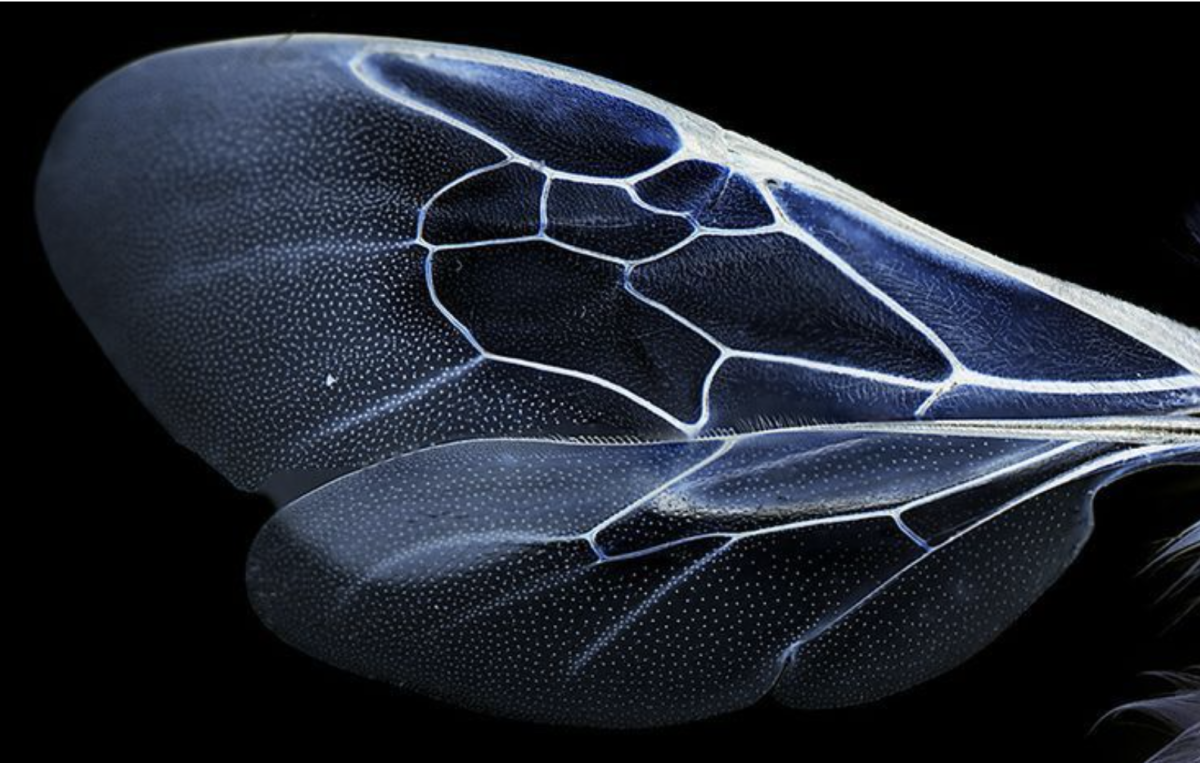 Рентген крыла бабочки