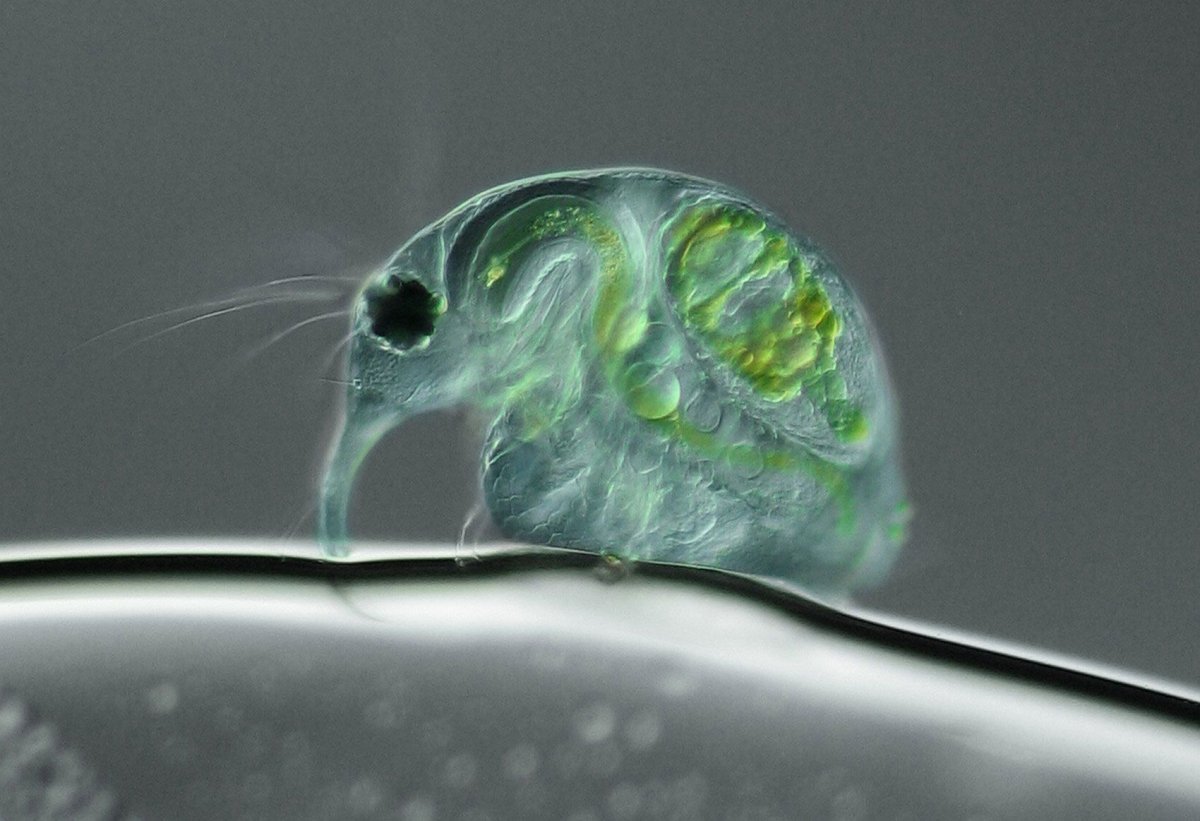 Микромир бактерии