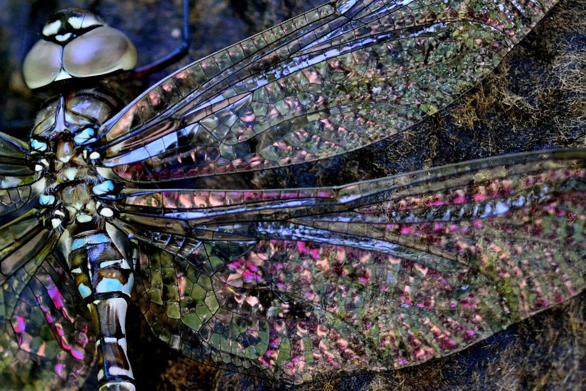 Крылья Стрекозы