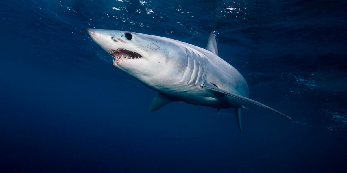 Акула гибрид