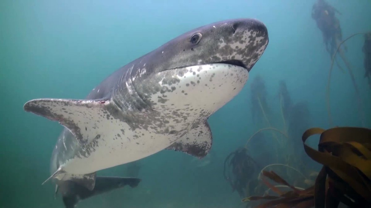 Акула мако акула молот