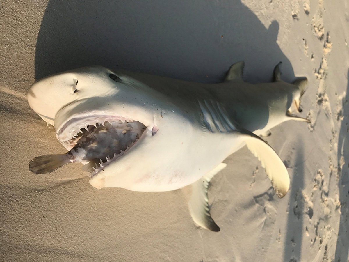 Галапагосская серая акула