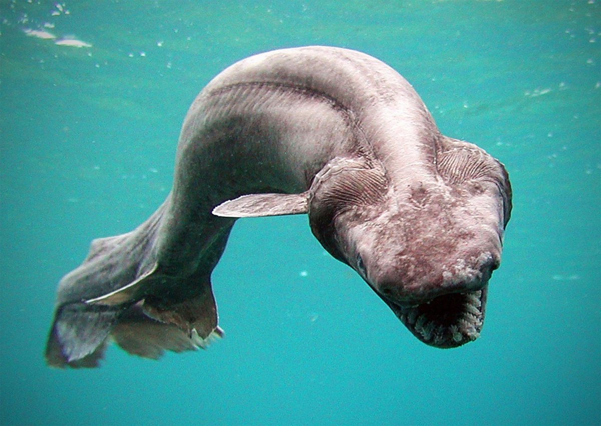 Кархародон МЕГАЛОДОН