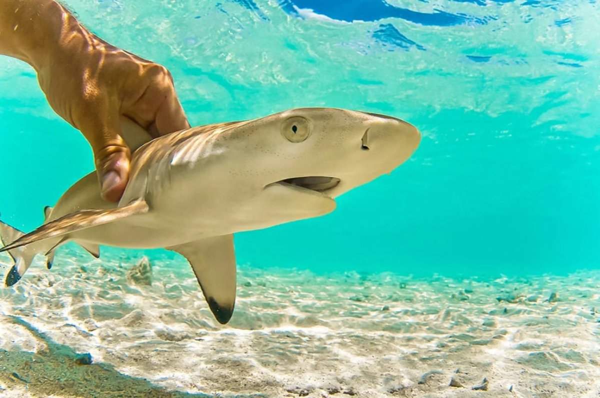 Рифовая акула детеныш