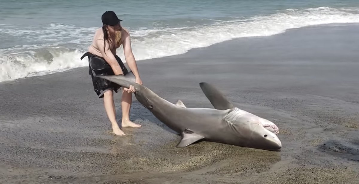 Акула на пляже