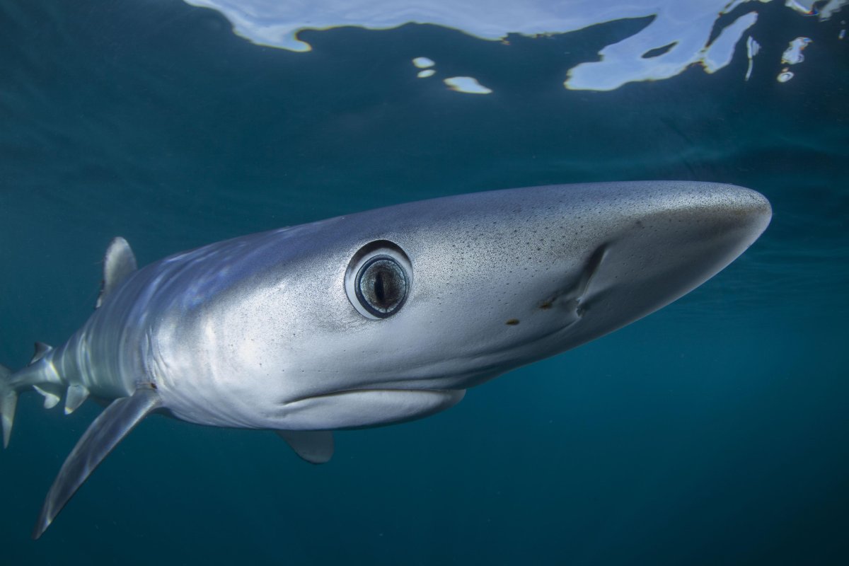 Гренландская акула