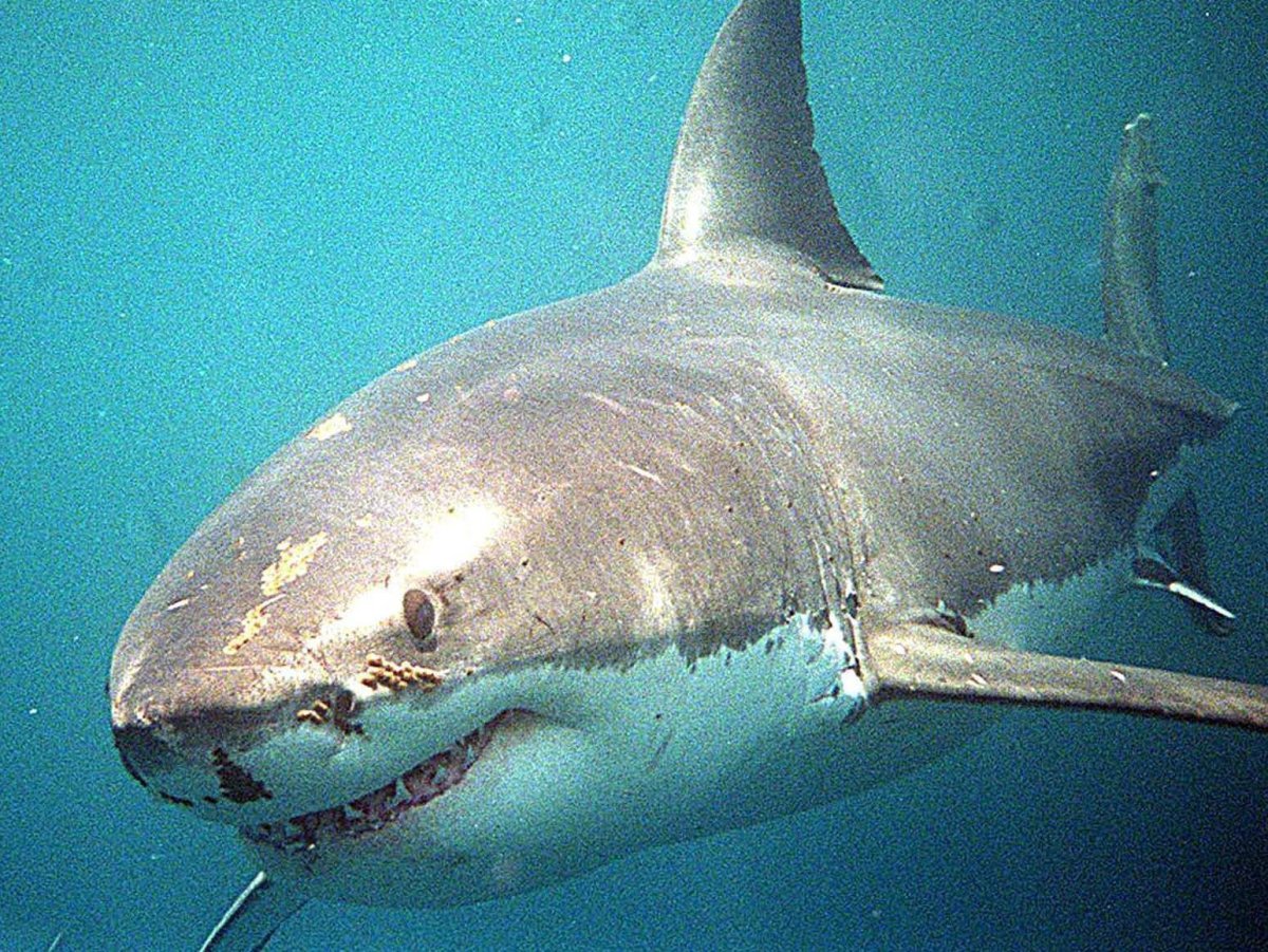 Акула с глазами по бокам