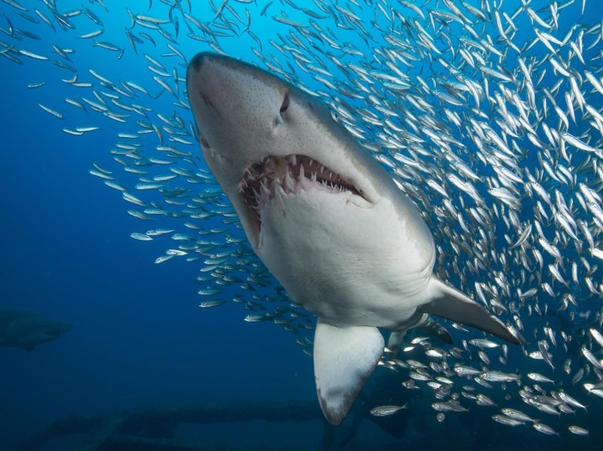 КОРОТКОШИПЫЕ акулы (род)