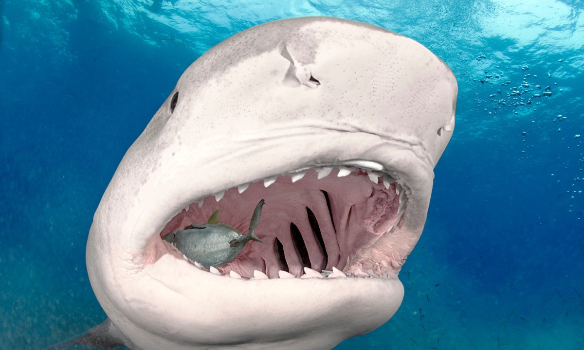 Большая белая акула (great White Shark)