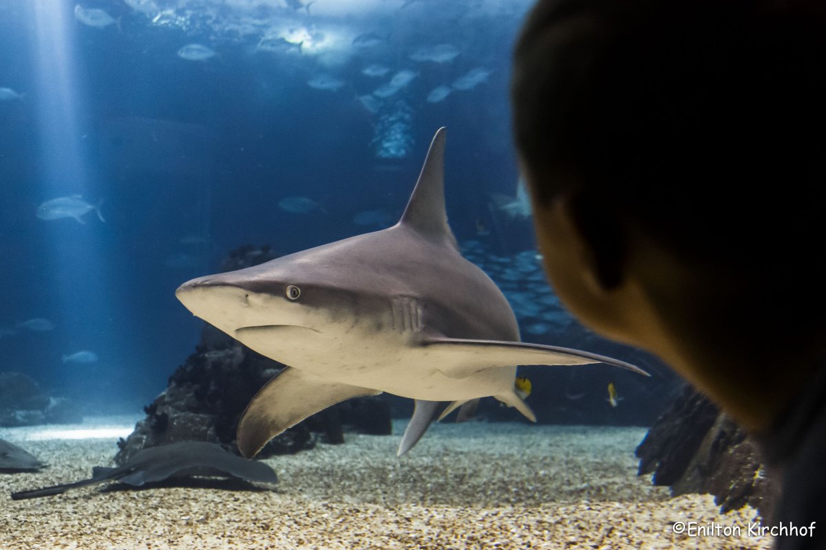 Португальская акула