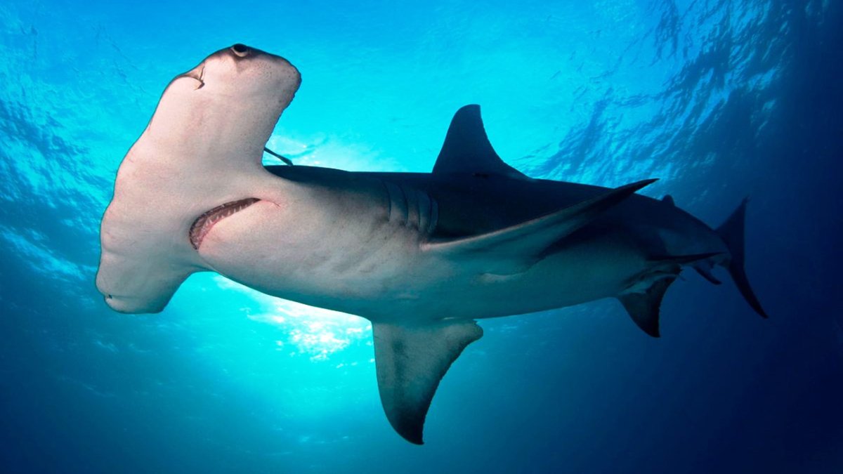 Обитатели Средиземного моря акулы