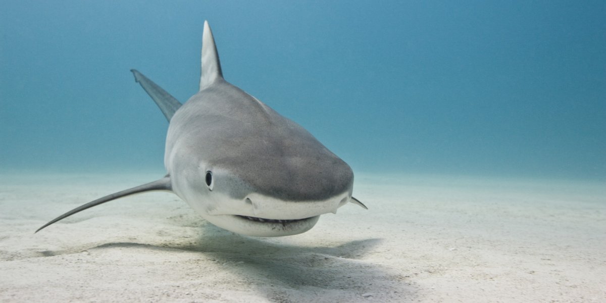 Сельдевая акула и человек